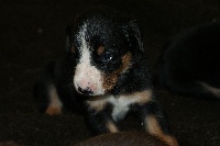 CHIOT Femelle noir Hetty