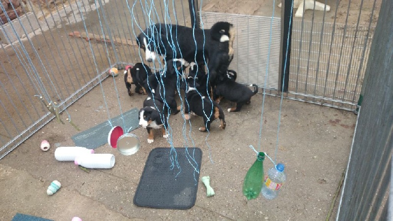 Les chiots