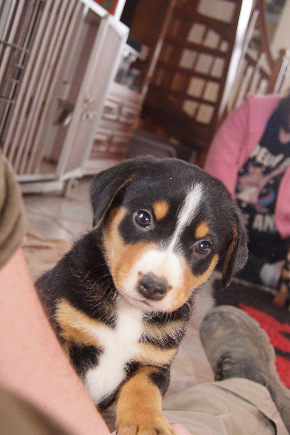 du Domaine de la Tourbiere - Chiots disponibles - Bouvier de l'Appenzell (appenzellois)