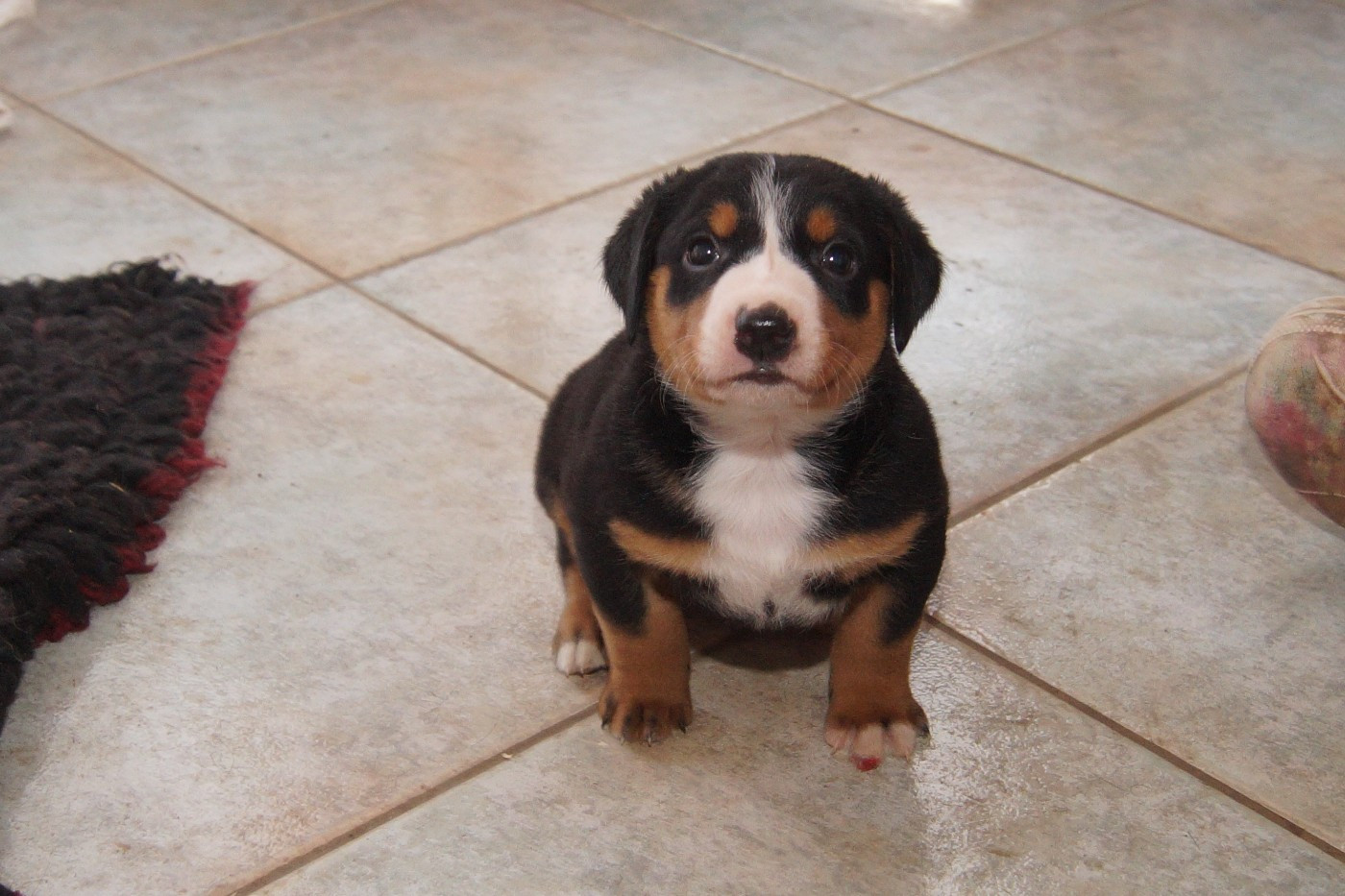 du Domaine de la Tourbiere - Chiots disponibles - Bouvier de l'Appenzell (appenzellois)
