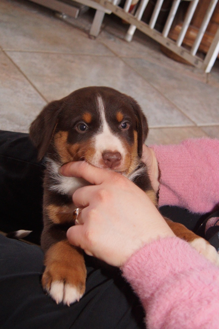 du Domaine de la Tourbiere - Chiots disponibles - Bouvier de l'Appenzell (appenzellois)