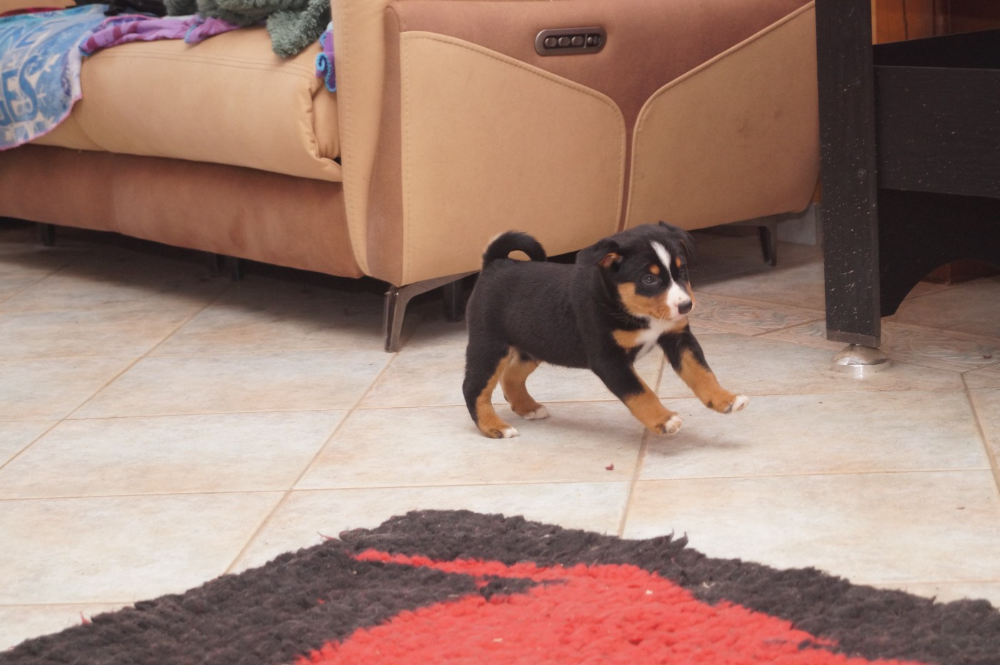 du Domaine de la Tourbiere - Chiots disponibles - Bouvier de l'Appenzell (appenzellois)