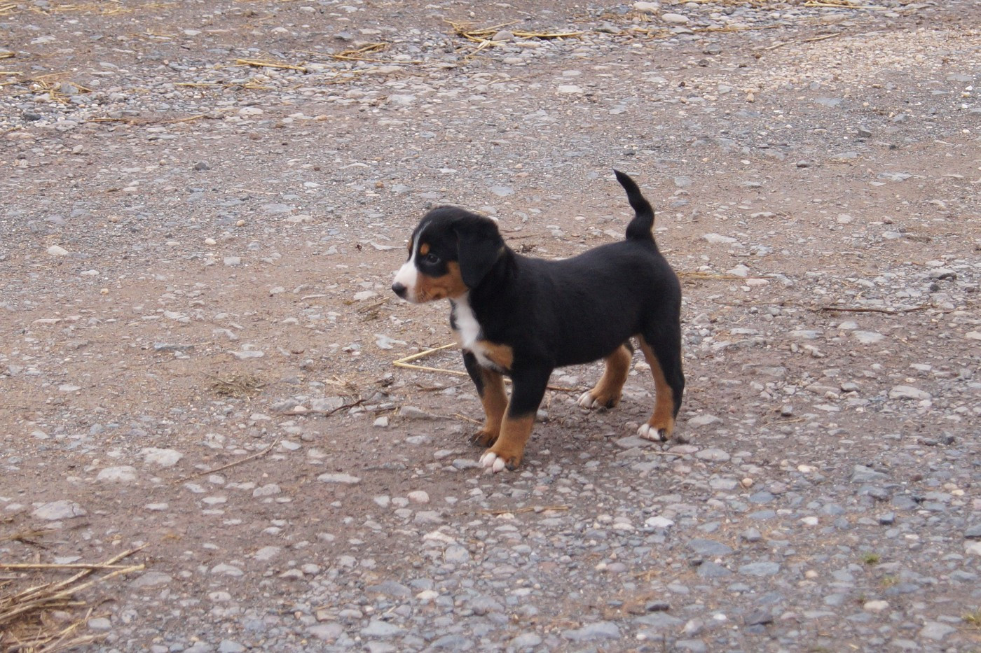 du Domaine de la Tourbiere - Chiots disponibles - Bouvier de l'Appenzell (appenzellois)