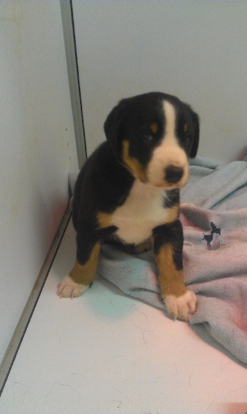 du Domaine de la Tourbiere - Bouvier de l'Appenzell (appenzellois) - Portée née le 08/08/2013