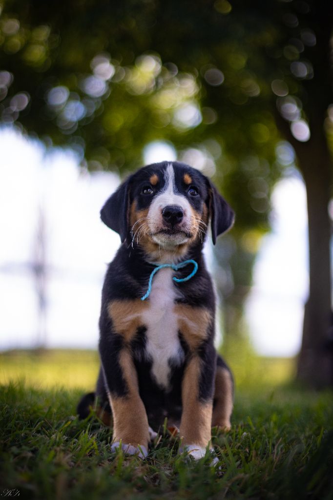 du Domaine de la Tourbiere - Bouvier de l'Appenzell (appenzellois) - Portée née le 02/07/2024