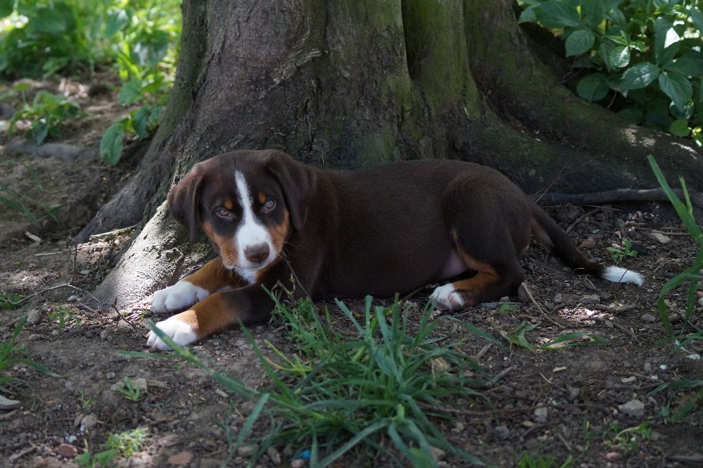 du Domaine de la Tourbiere - Bouvier de l'Appenzell (appenzellois) - Portée née le 19/03/2017