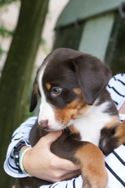 du Domaine de la Tourbiere - Bouvier de l'Appenzell (appenzellois) - Portée née le 26/05/2012